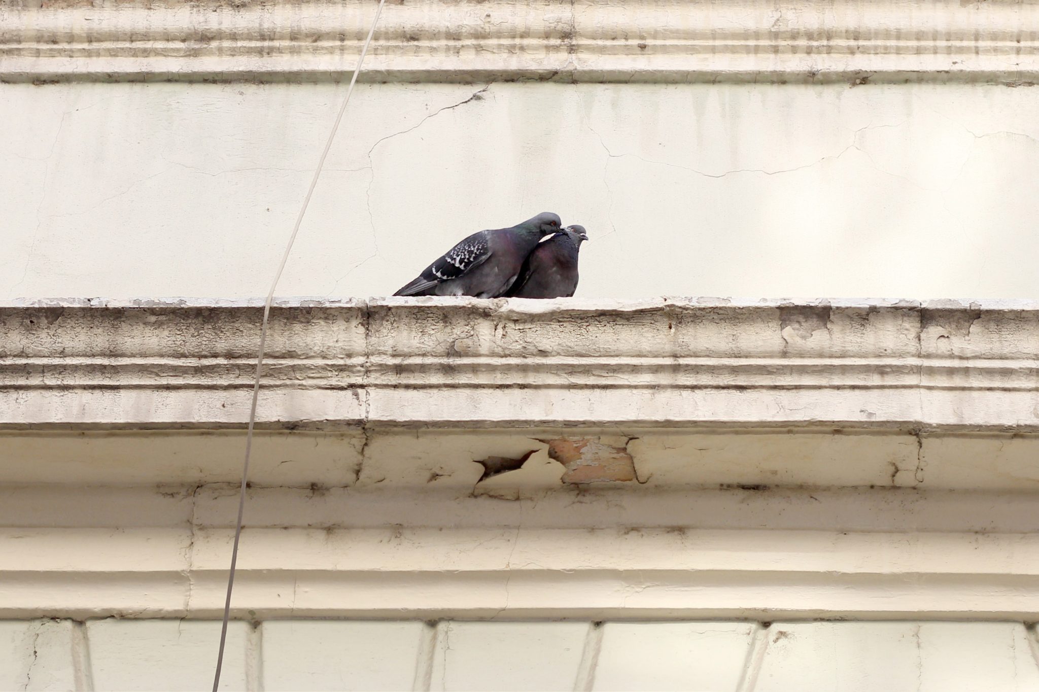 pigeons-love-on-the-edge-of-the-building-2021-08-30-09-21-02-utc