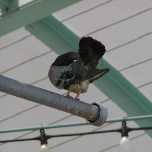 prevent-pigeons-or-other-birds-from-perching-on-pipes-or-railings.jpg