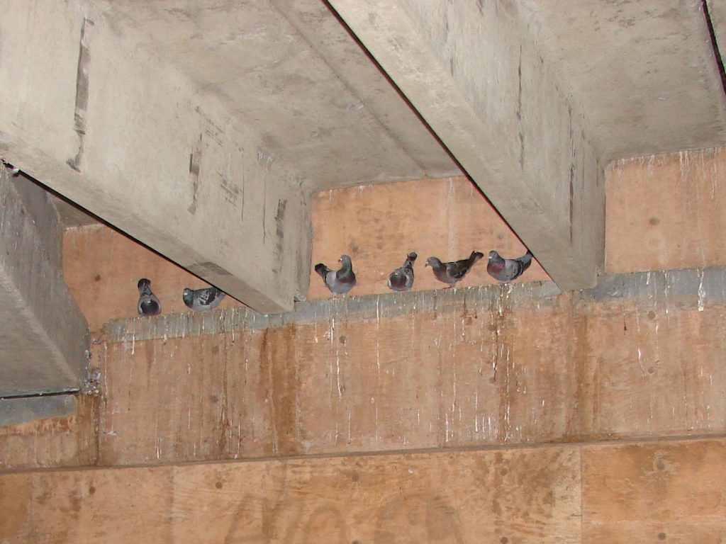 Birds on Parking Lot Ledges 2 problem23