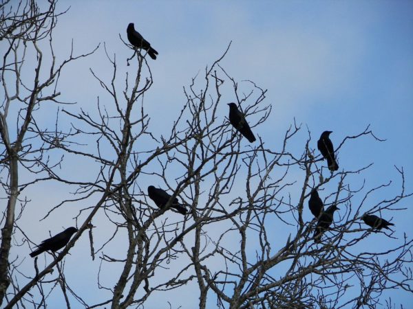 -Birds in Trees – Bird Barrier