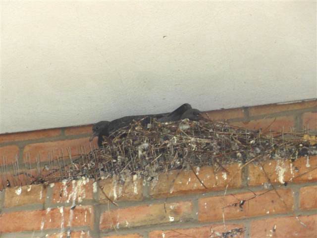 Birds on Parking Lot Ledges 3 problem6