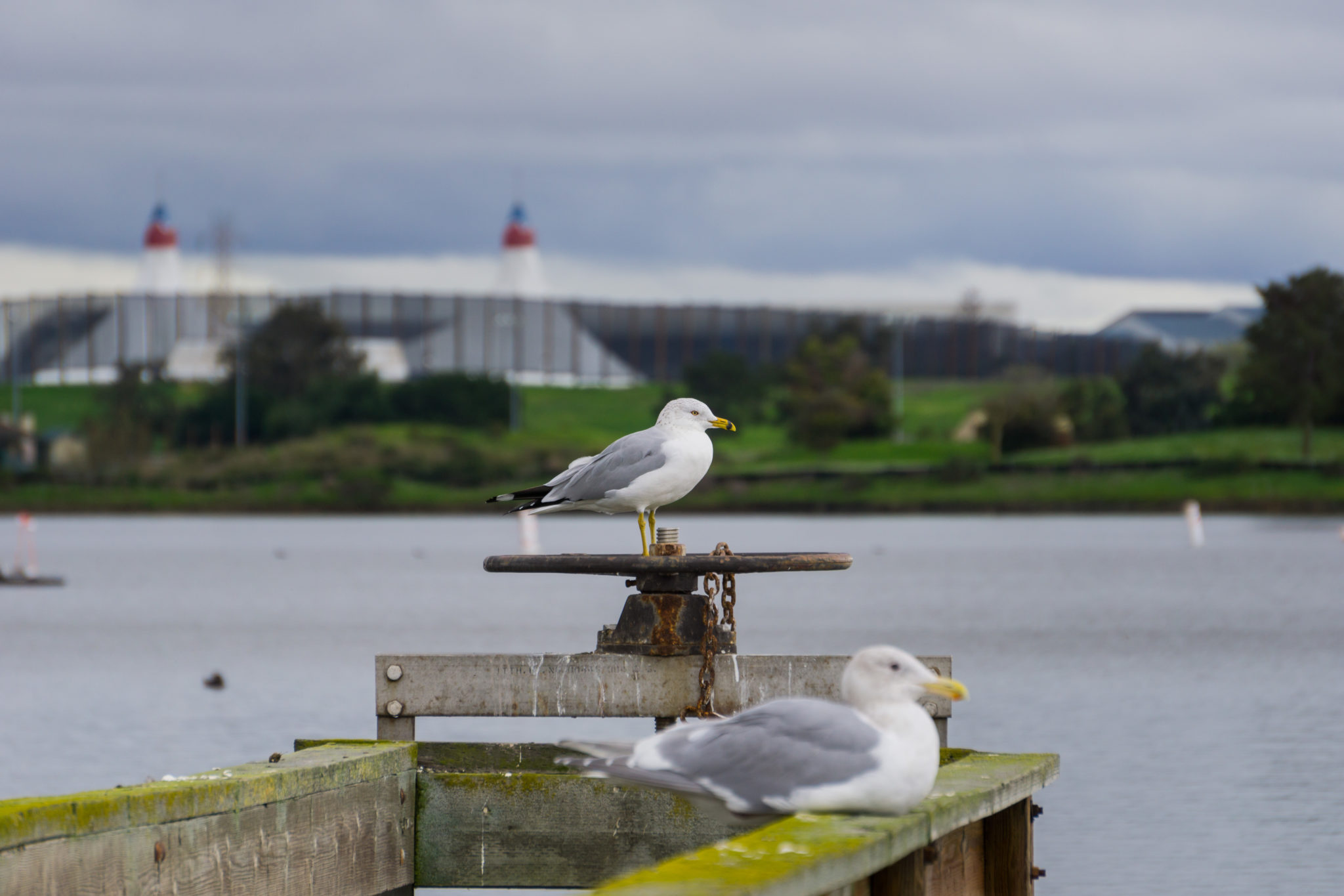 Seagulls standing on a wooden ledge on a cloudy day, Shoreline Lake and Park, Mountain View, San Francisco bay area, California; selective focus