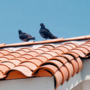 stop-pigeons-or-gulls-on-roof-peaks.jpg