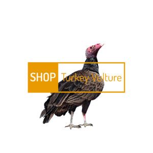 turkey-vulture-1.png