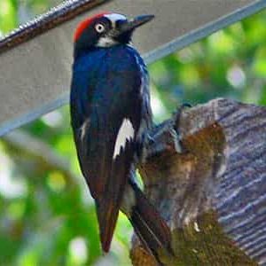 Stop Woodpeckers from Drumming & Drilling