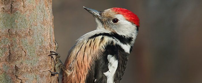Woodpecker Control – Bird Barrier